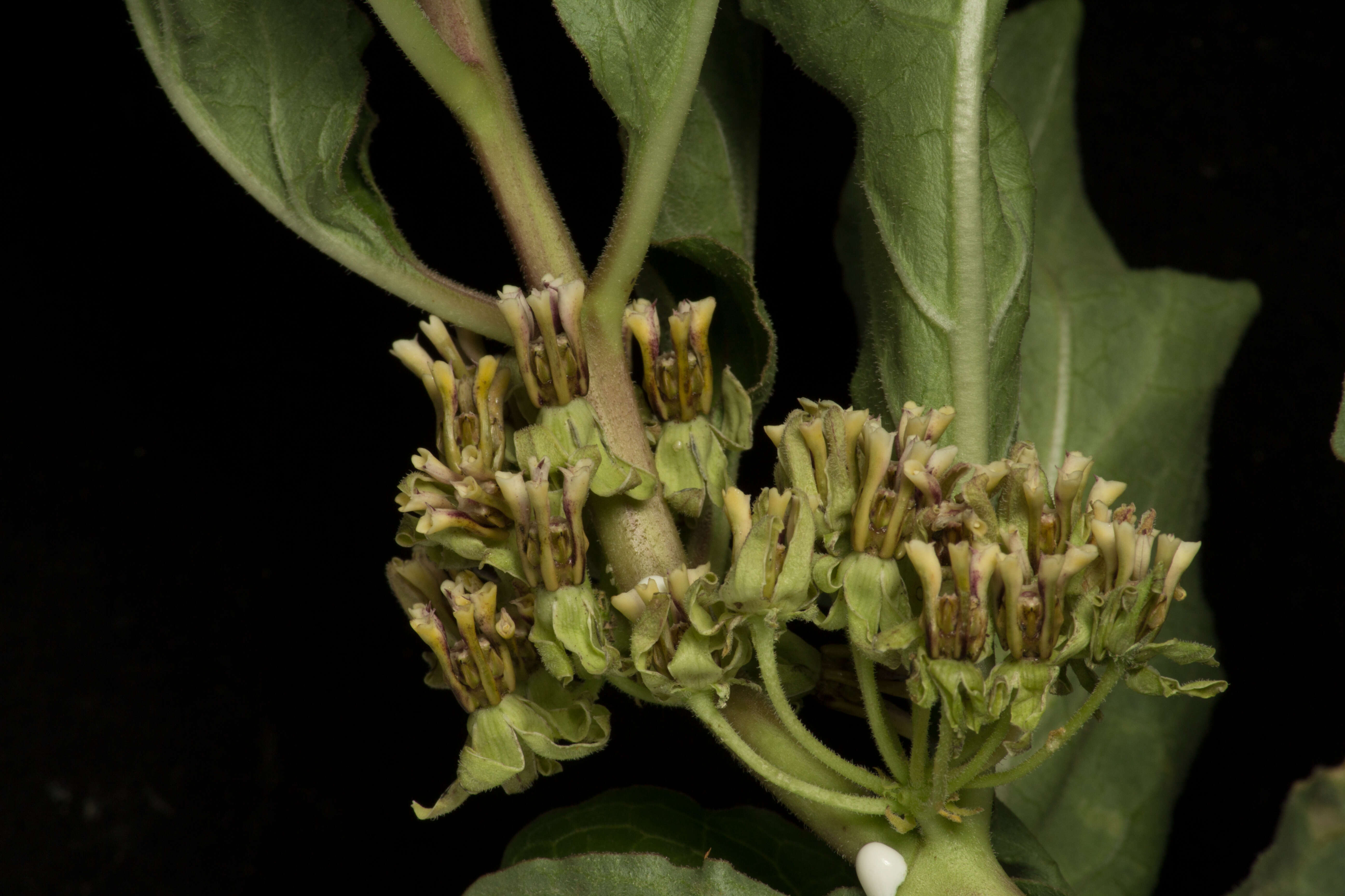 Image of zizotes milkweed