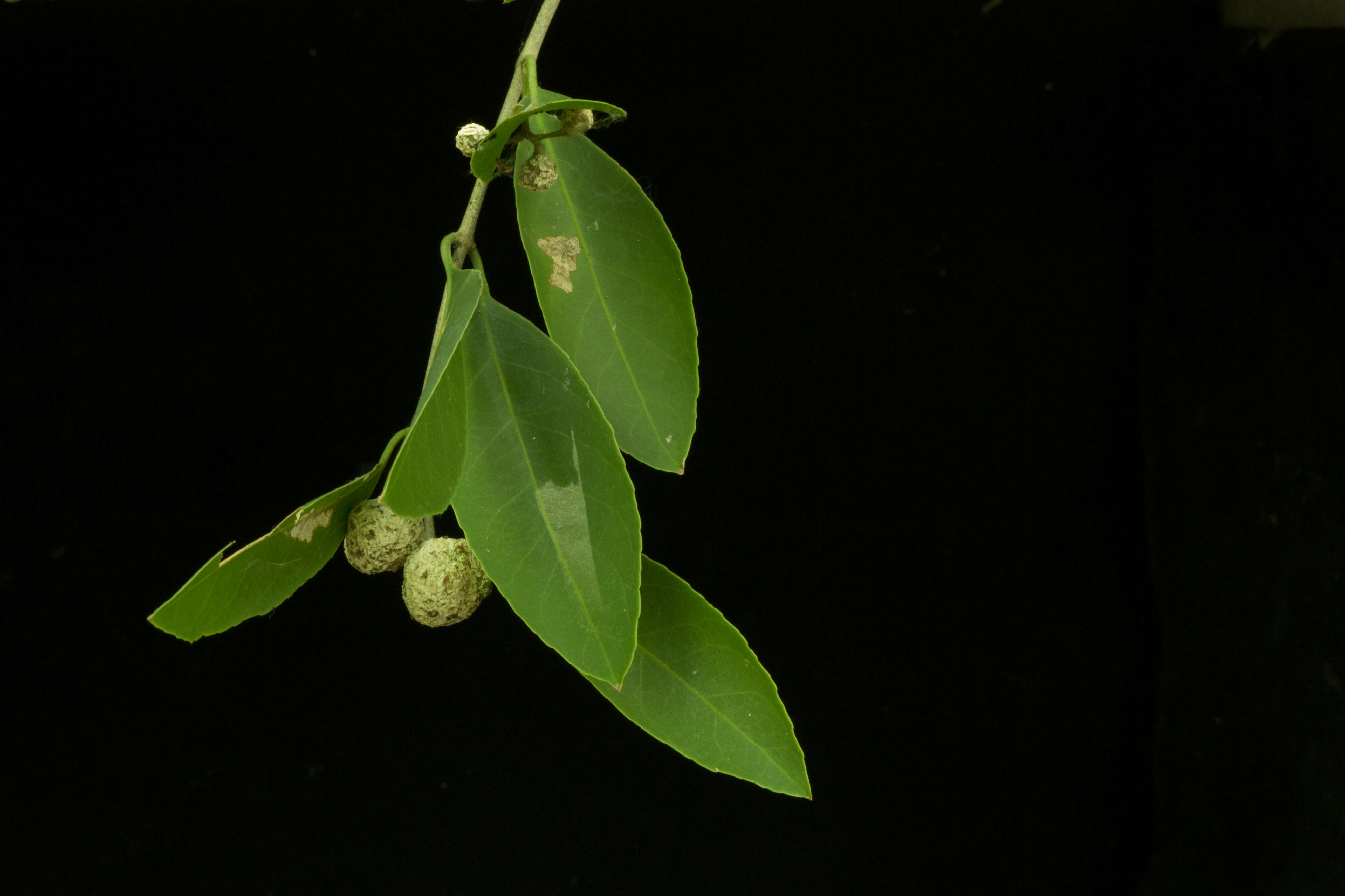 Image of Pristimera celastroides (Kunth) A. C. Sm.