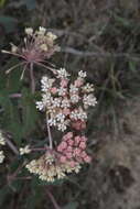 Image of pinewoods milkweed