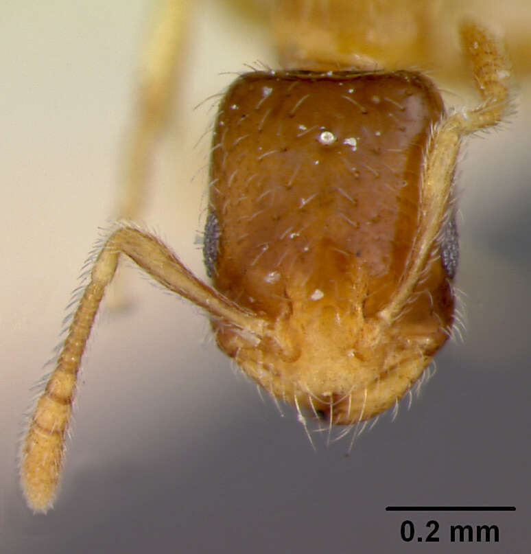 Image of Monomorium atomum Forel 1902