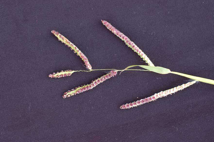 Image of Panama Crown Grass