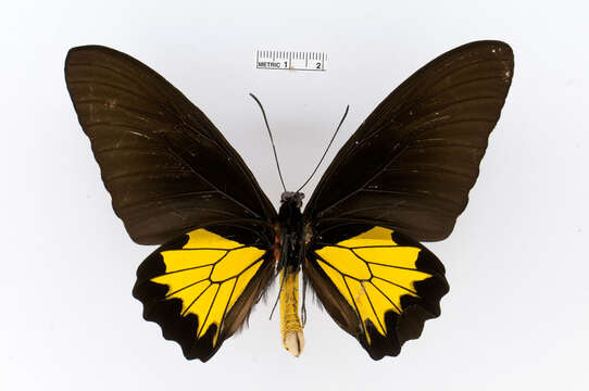 Image de Troides oblongomaculatus (Goeze 1779)