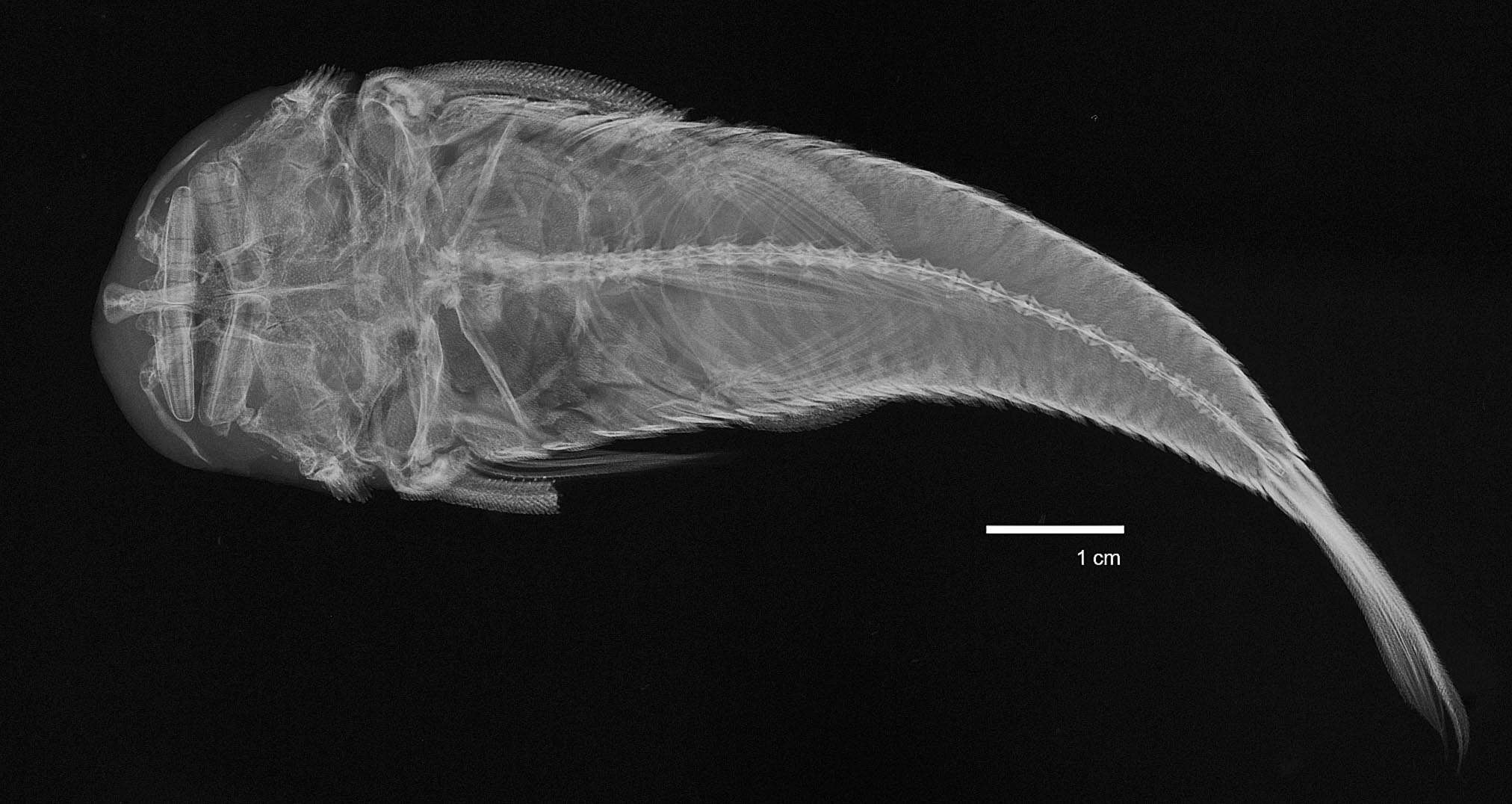 Plancia ëd Chaetostoma anomalum Regan 1903