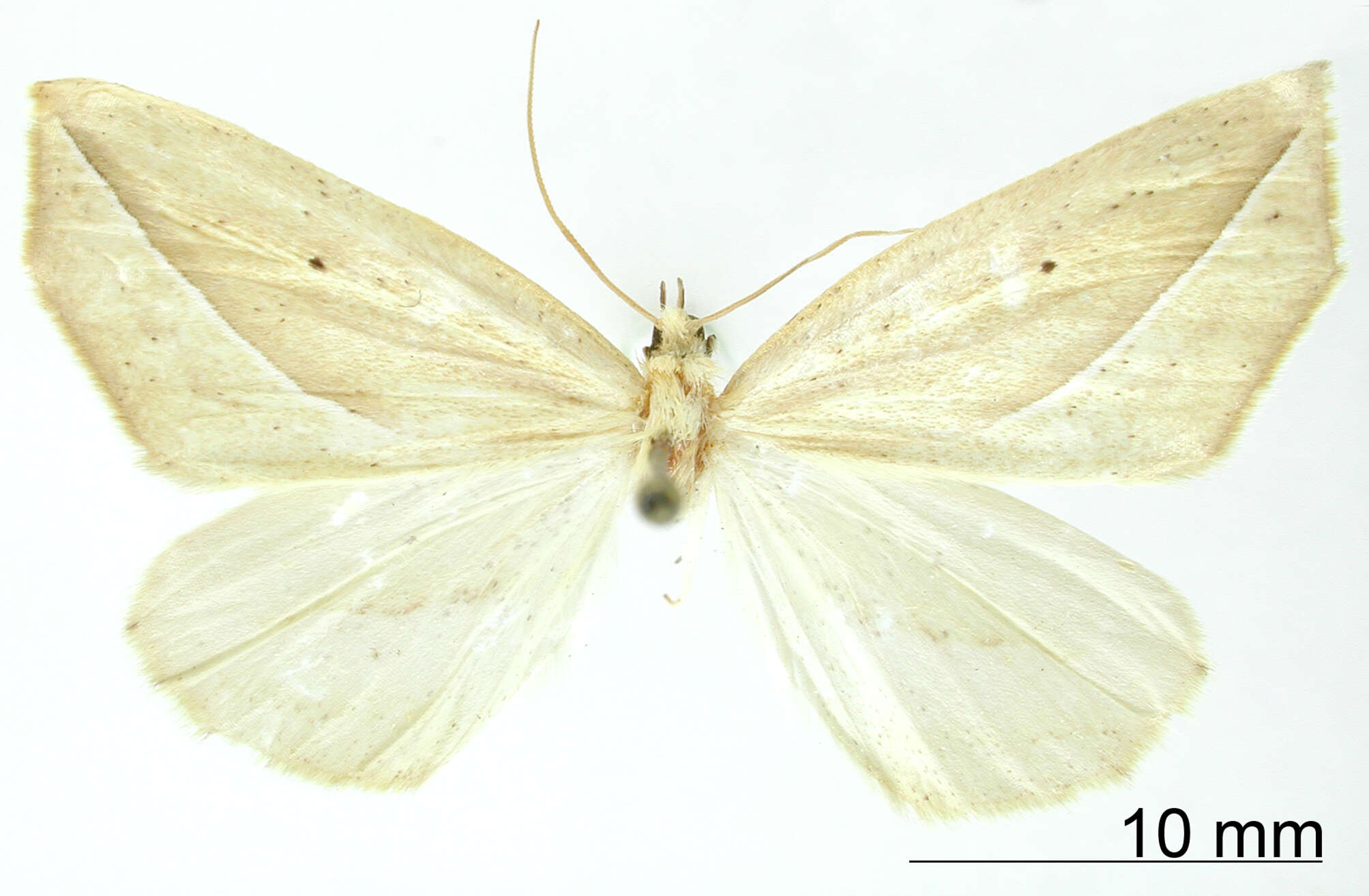 Image of Apiciopsis albilinea Dognin 1913