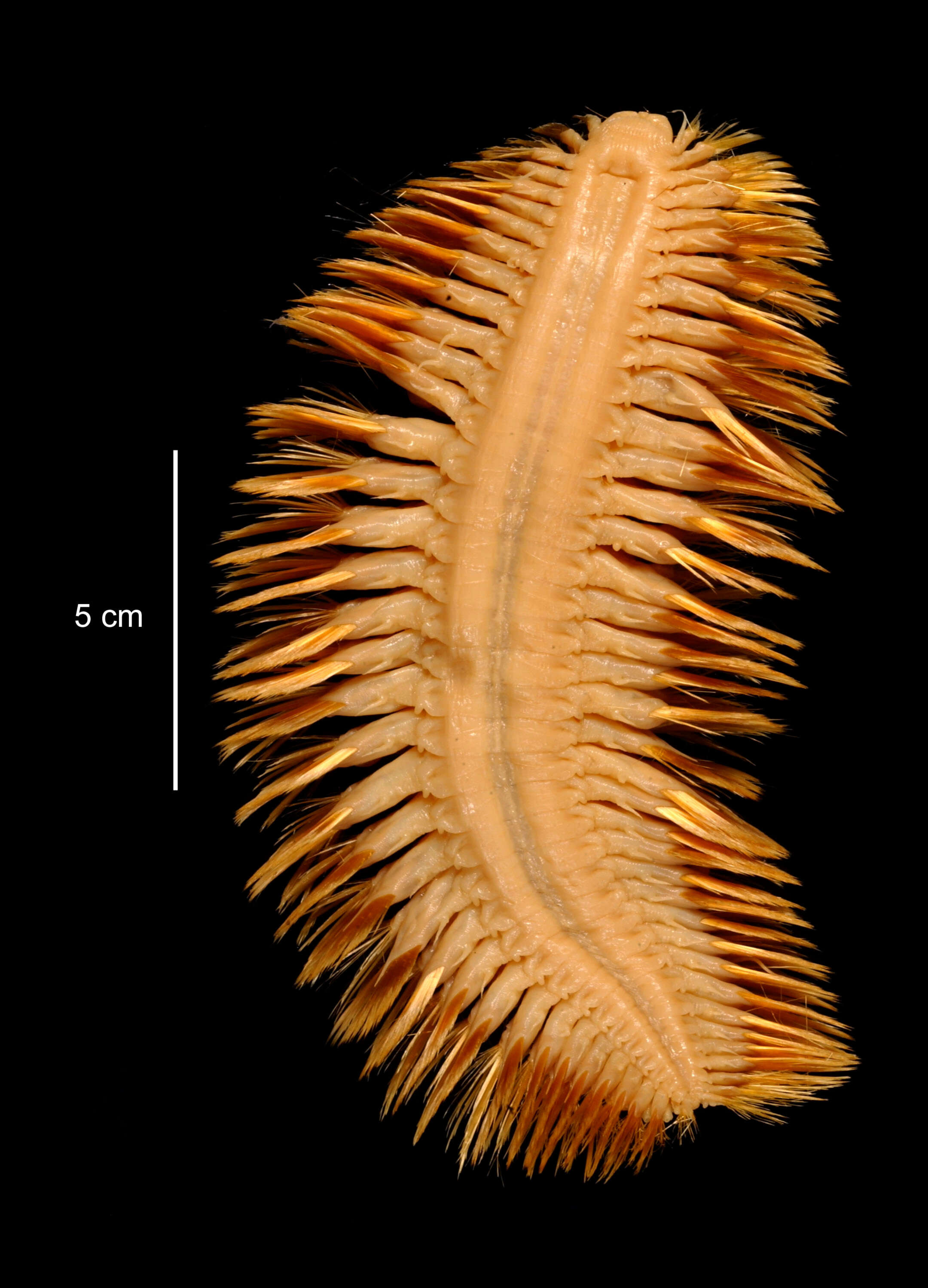 Image of Laetmonice producta Grube 1877