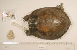 Image of Western black-bridged leaf turtle