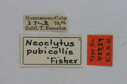 Image of Neoclytus pubicollis Fisher 1932