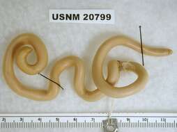 Image of Léopoldville Beaked Snake