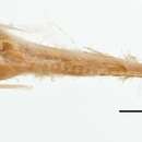 Image of Stout snailfish