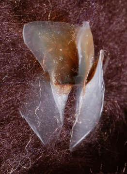 Image of pink scaled squid