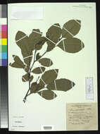 Sivun Alnus serrulata (Aiton) Willd. kuva