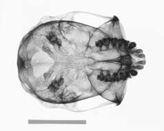 Image of Presbytis rubicunda carimatae Miller 1907