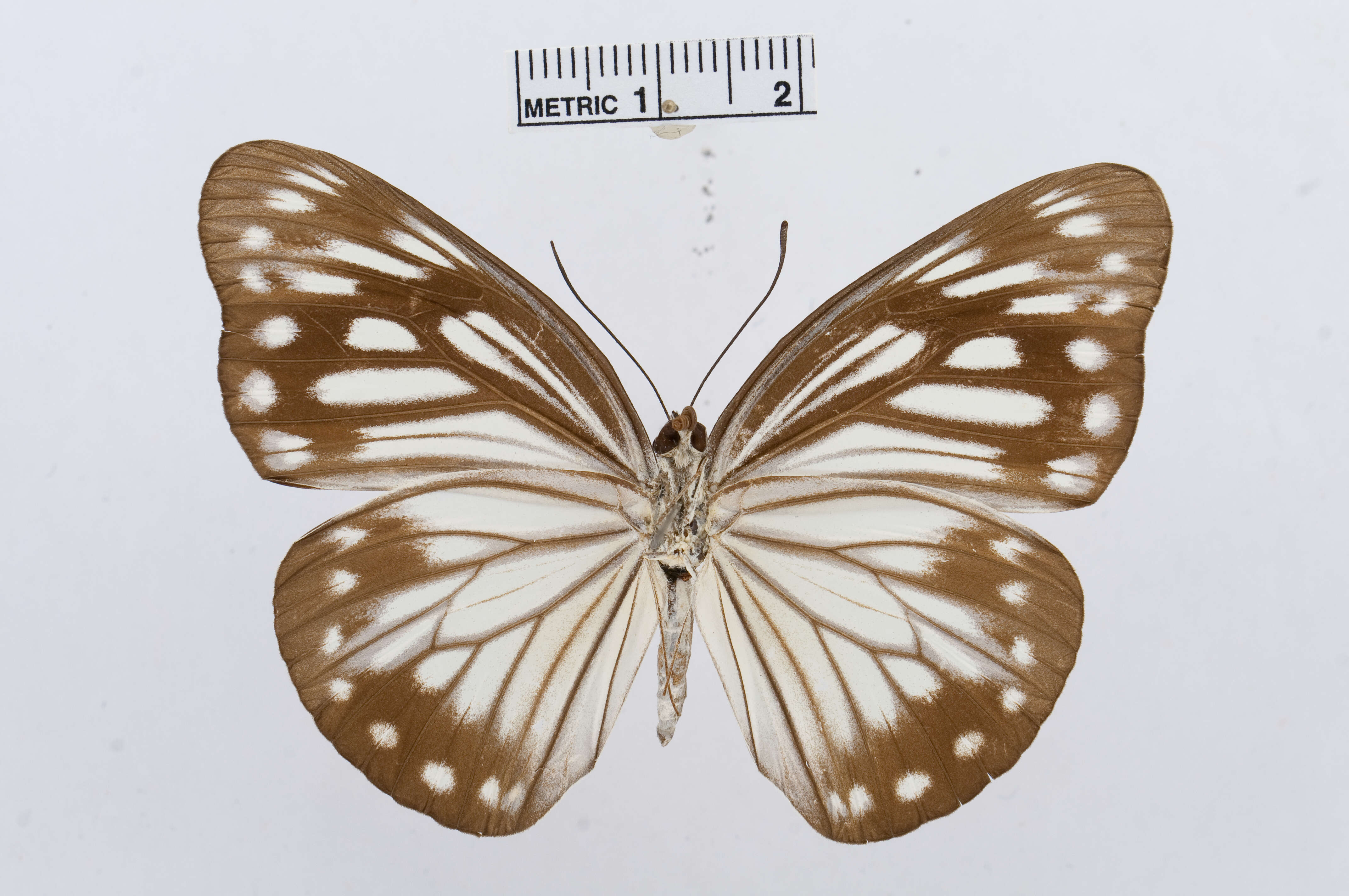 Image of Pareronia boebera (Eschscholtz 1821)