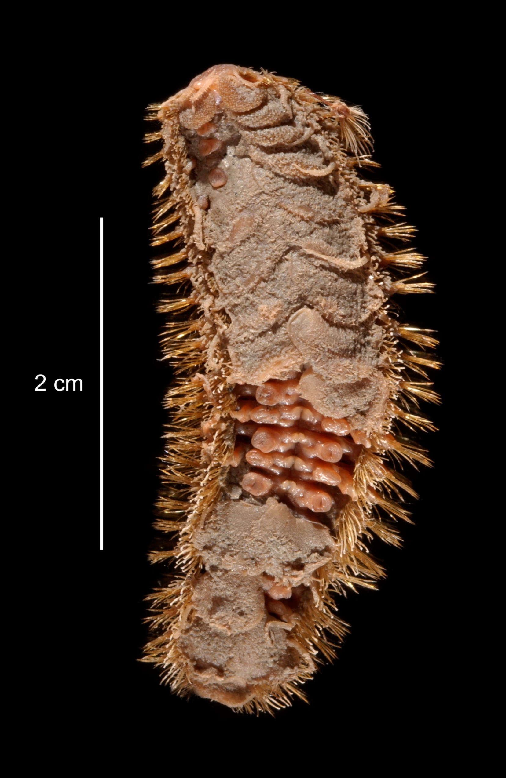 Image of Barrukia cristata (Willey 1902)