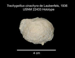 Image de Cinachyrella alloclada (Uliczka 1929)