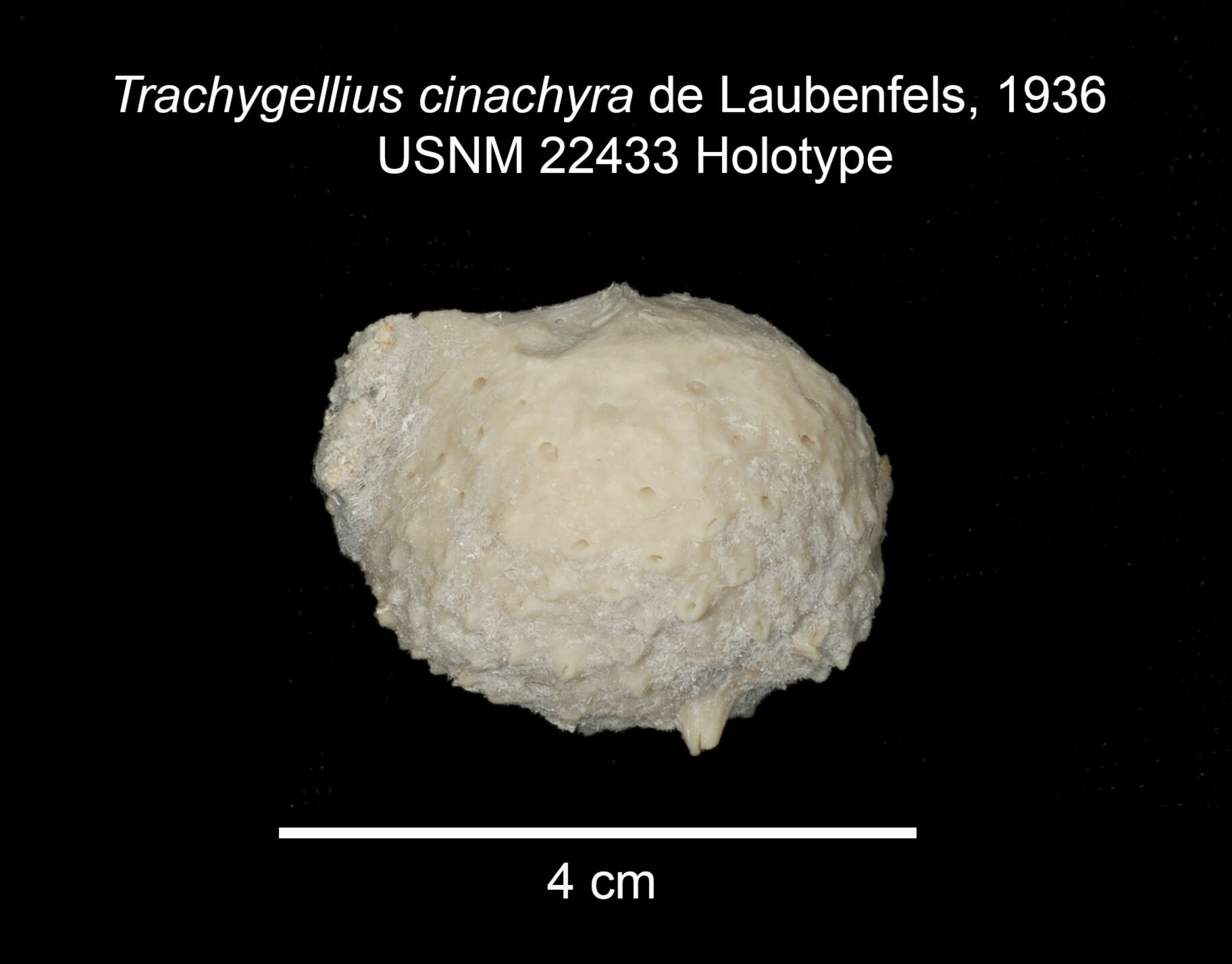 Image de Cinachyrella alloclada (Uliczka 1929)