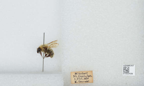 Imagem de Bombus diversus Smith 1869