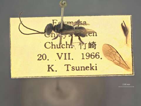 Image of Dolichurus maculicollis Tsuneki 1967