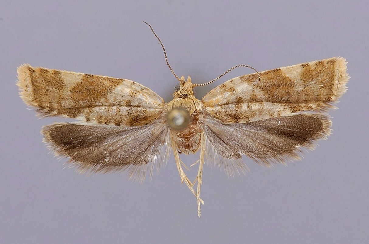 Image of Dichelopa argyrospiloides Clarke 1971