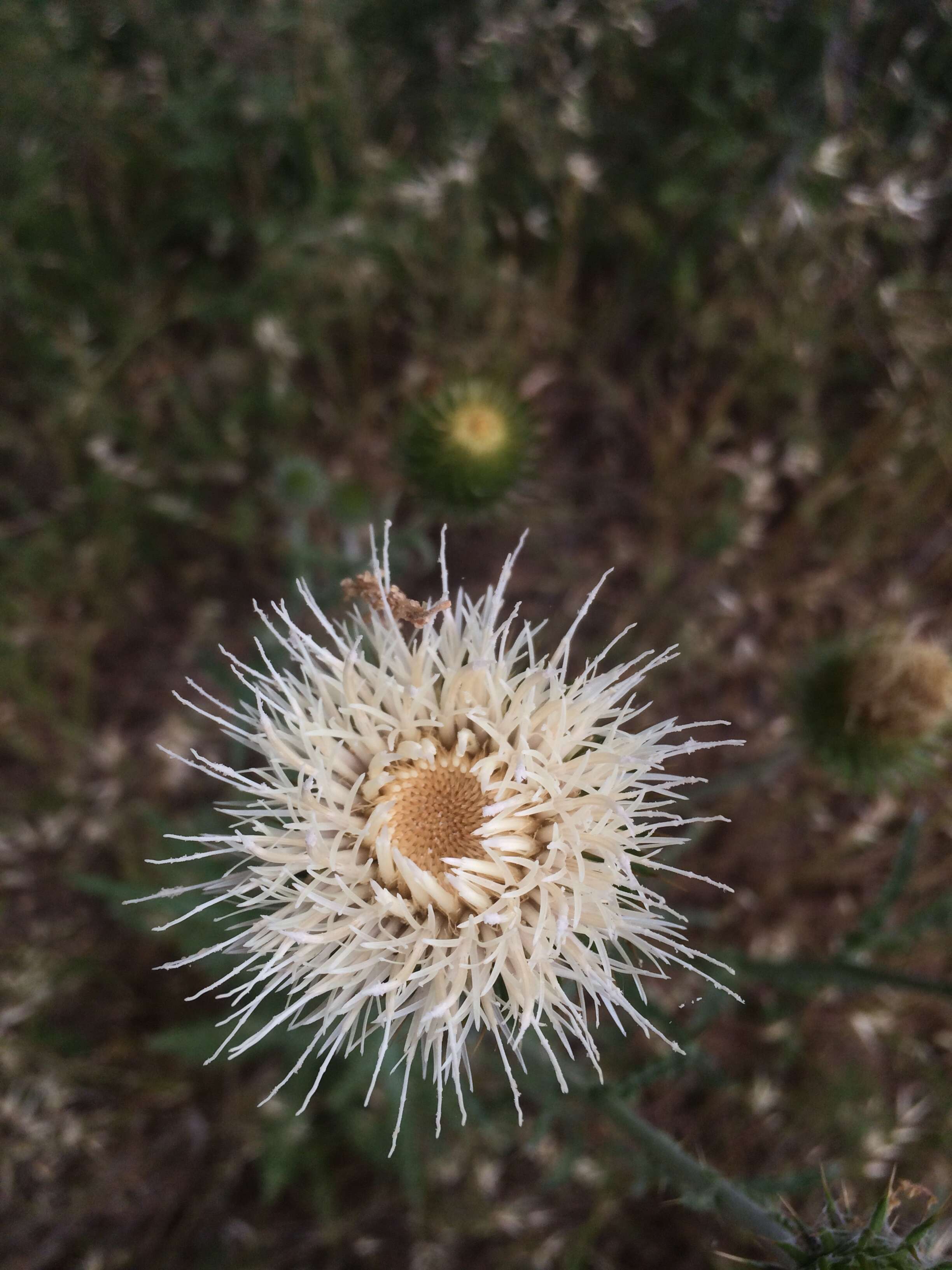 Image of Cirsium Mill.