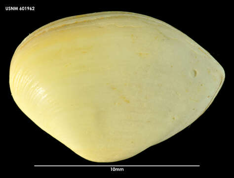 Image de Anisocorbula Iredale 1930