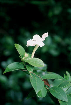 Image de Brunfelsia lactea Krug & Urb.