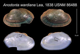 Imagem de Anodonta wardiana I. Lea 1838