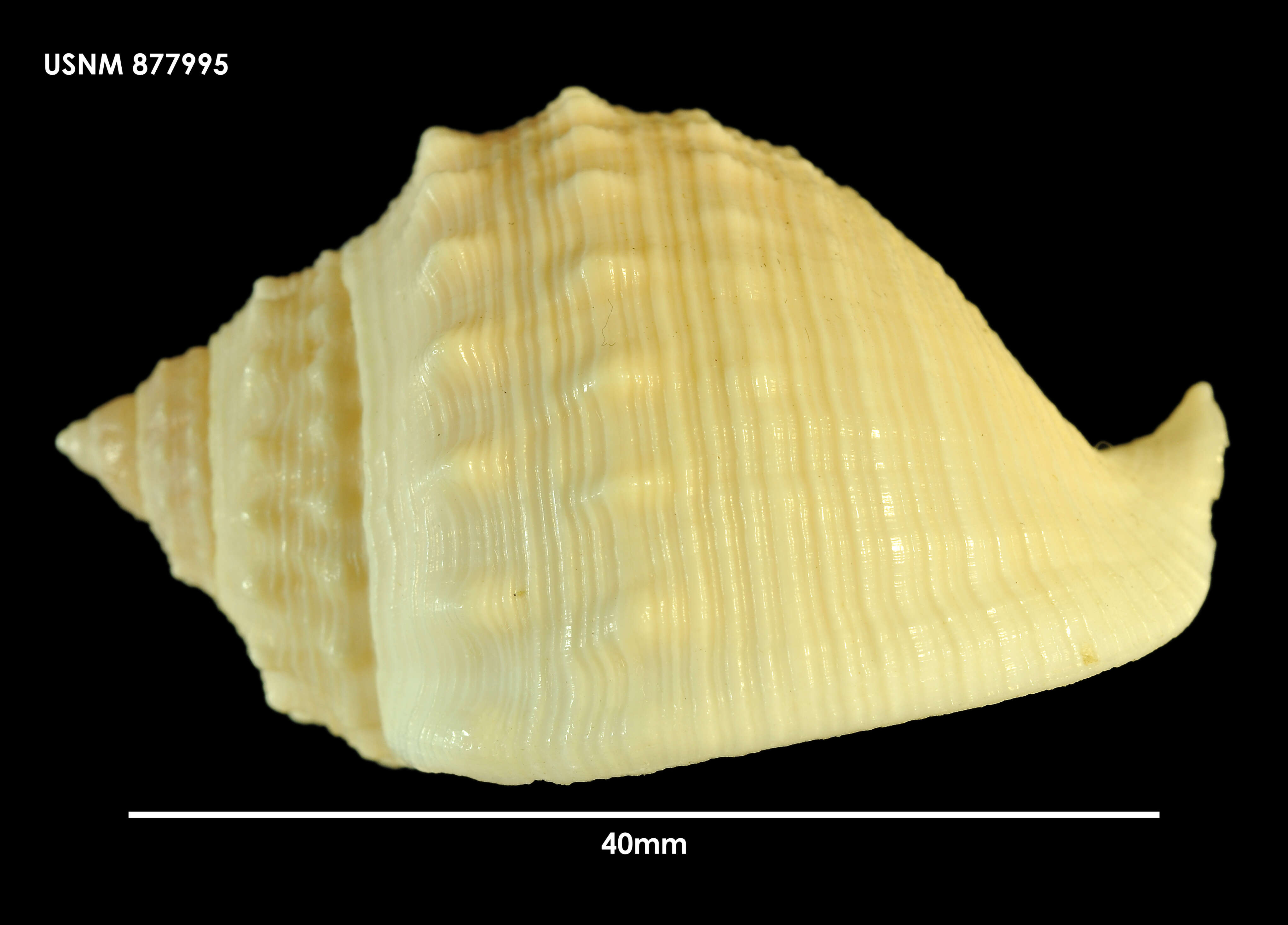 Image of Galeodea triganceae Dell 1953