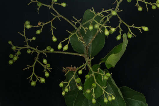 Слика од Cordia dentata Poir.