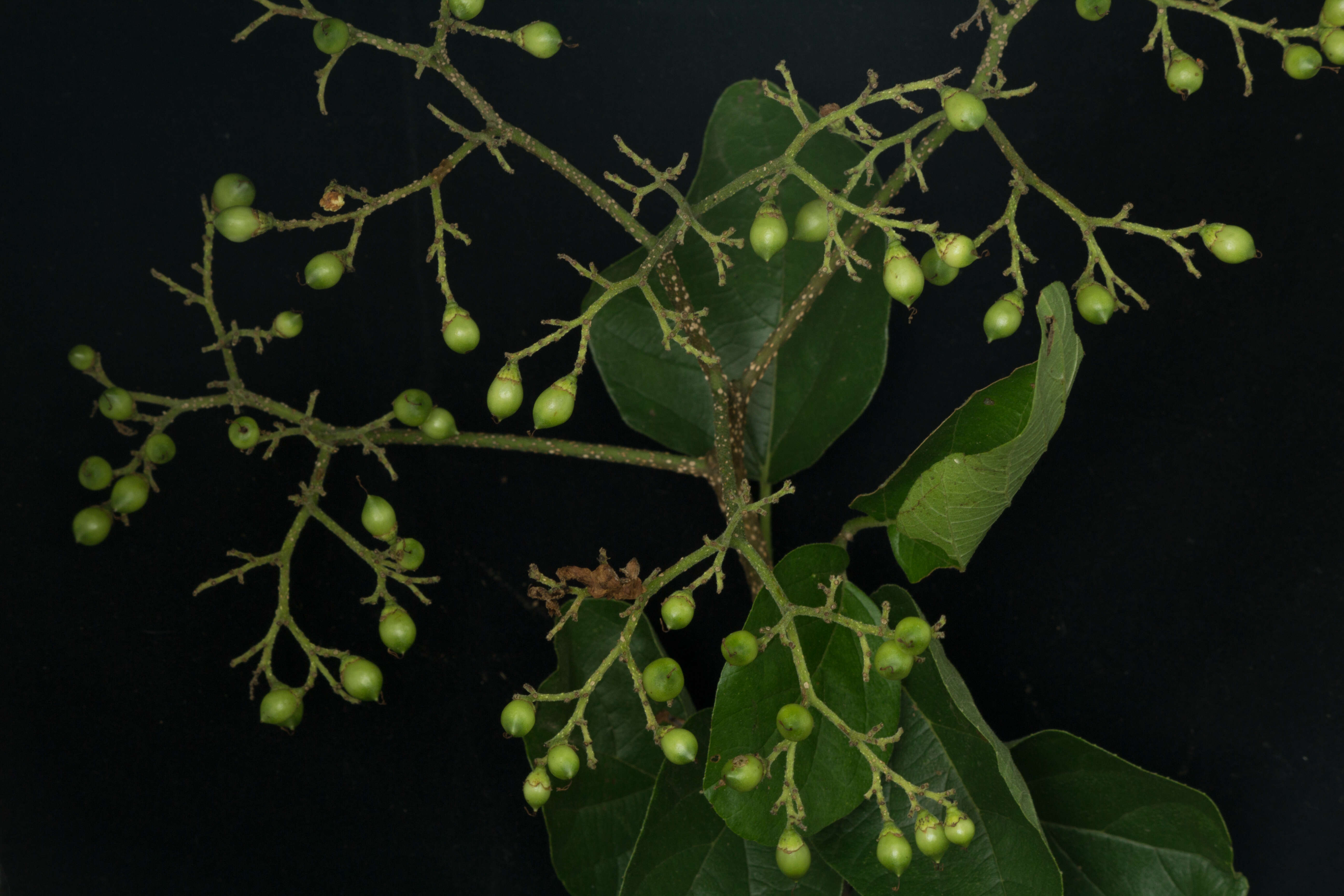 Image of Cordia dentata Poir.