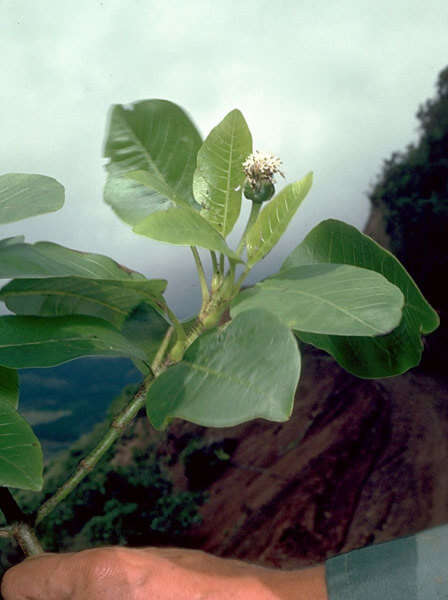 Image of Oparanthus teikiteetinii (Florence & Stuessy) R. K. Shannon & W. L. Wagner