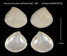 Imagem de Nucula crenulata A. Adams 1856