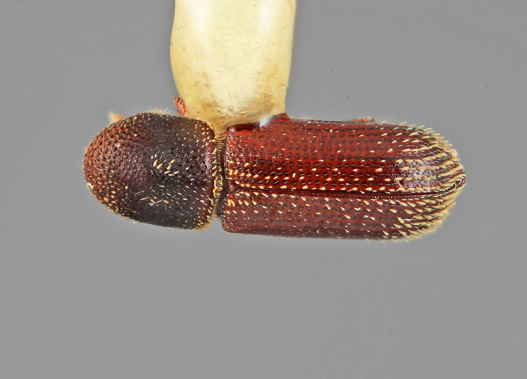 Image of Micracisella hondurensis Wood 1956