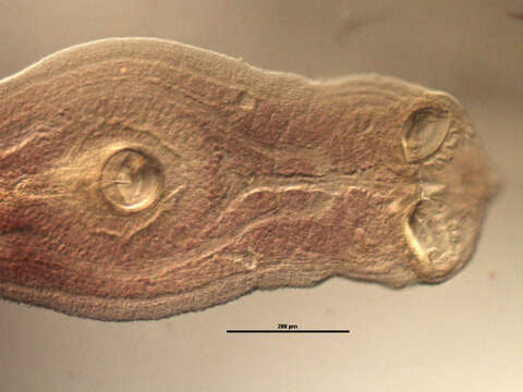 Zeuxapta seriolae (Meserve 1938) Price 1962的圖片