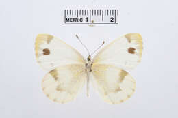 Image of Pieris krueperi Staudinger 1860