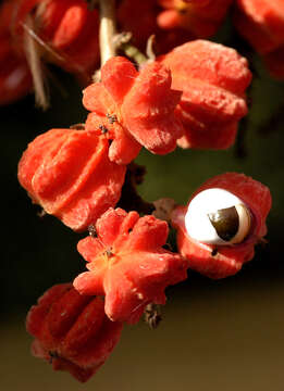 Image of Paullinia verrucosa L. Radlk.