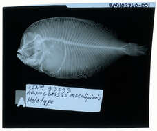Image of Engyprosopon maldivensis (Regan 1908)