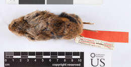 Image of Heather vole