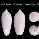 Image of Americoliva recourti Petuch & R. F. Myers 2014