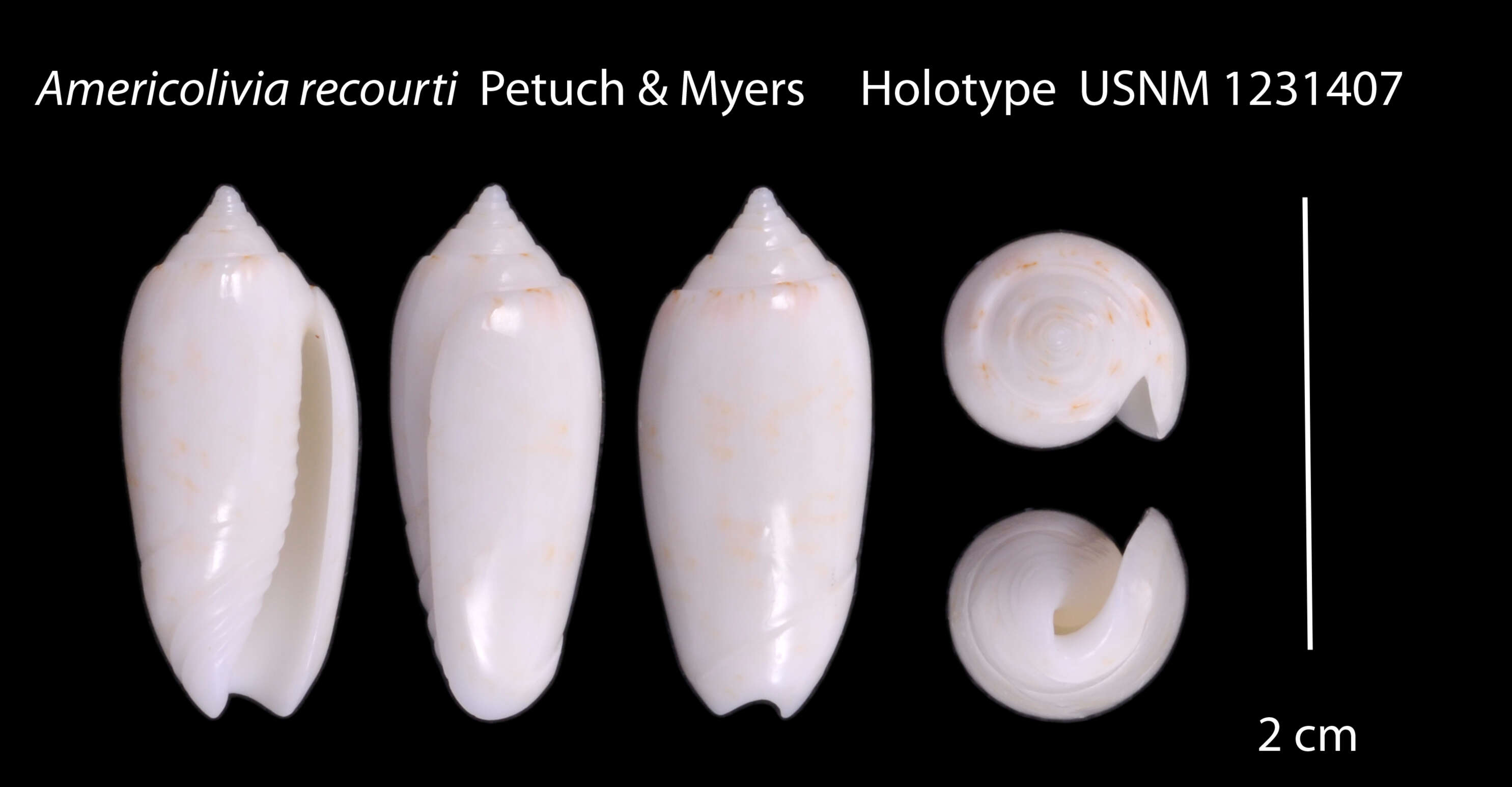 Image of Americoliva recourti Petuch & R. F. Myers 2014