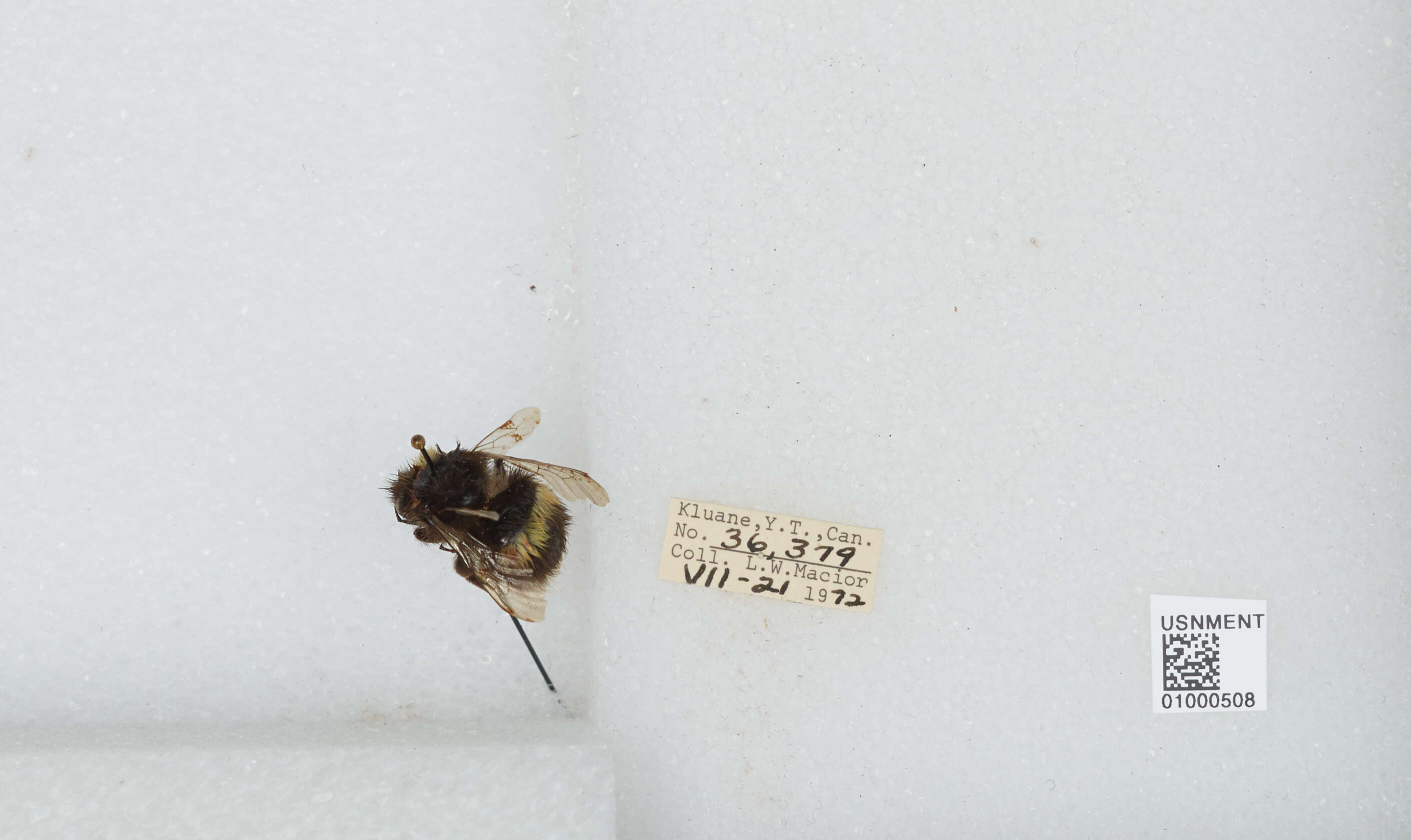 Image of White-tailed bumblebee