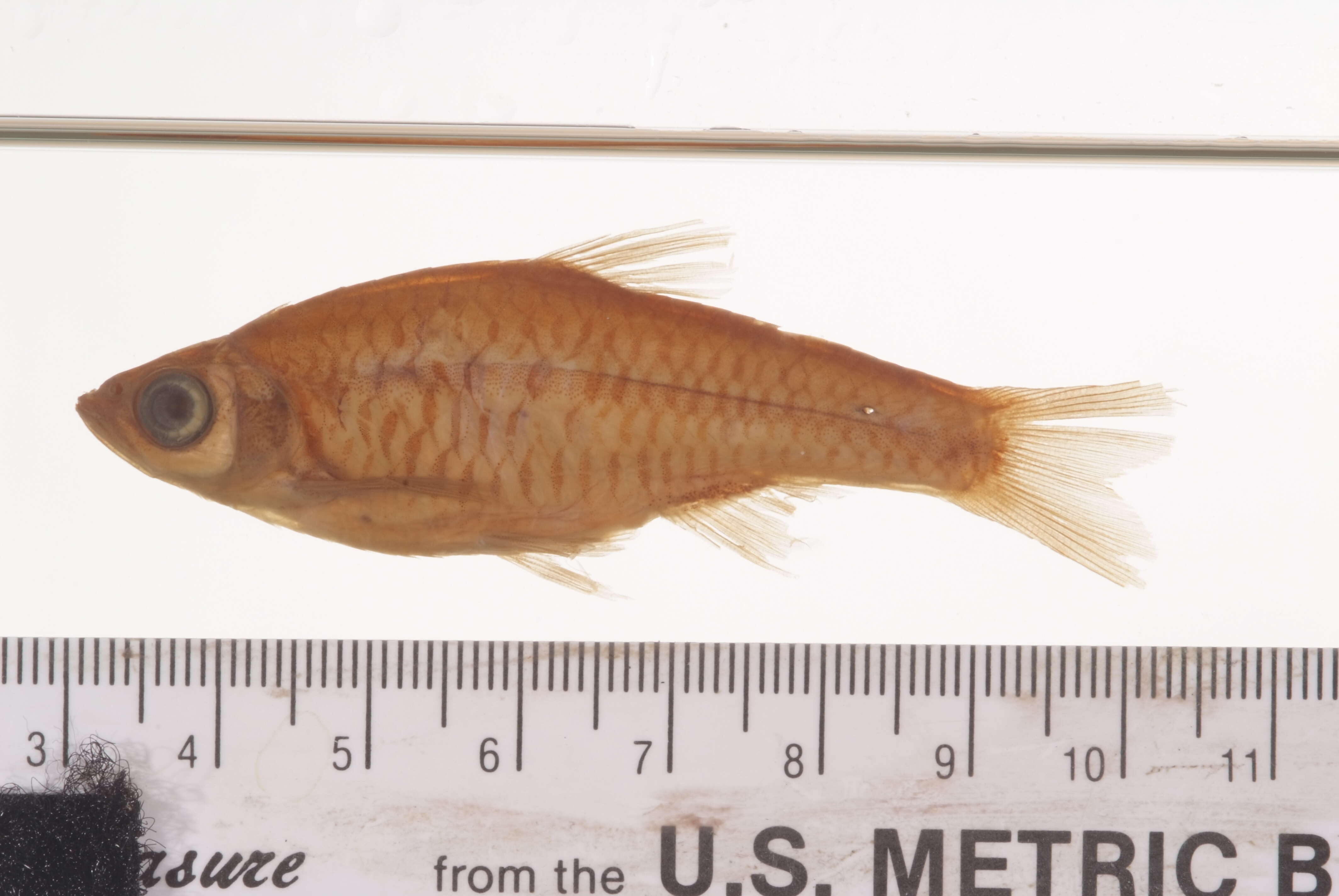 Image of Mindanao rasbora