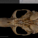 Image of Tacoma pocket gopher