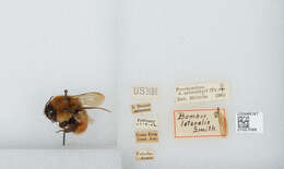 Bombus ephippiatus Say 1837 resmi