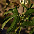 Image of Jatropha L.