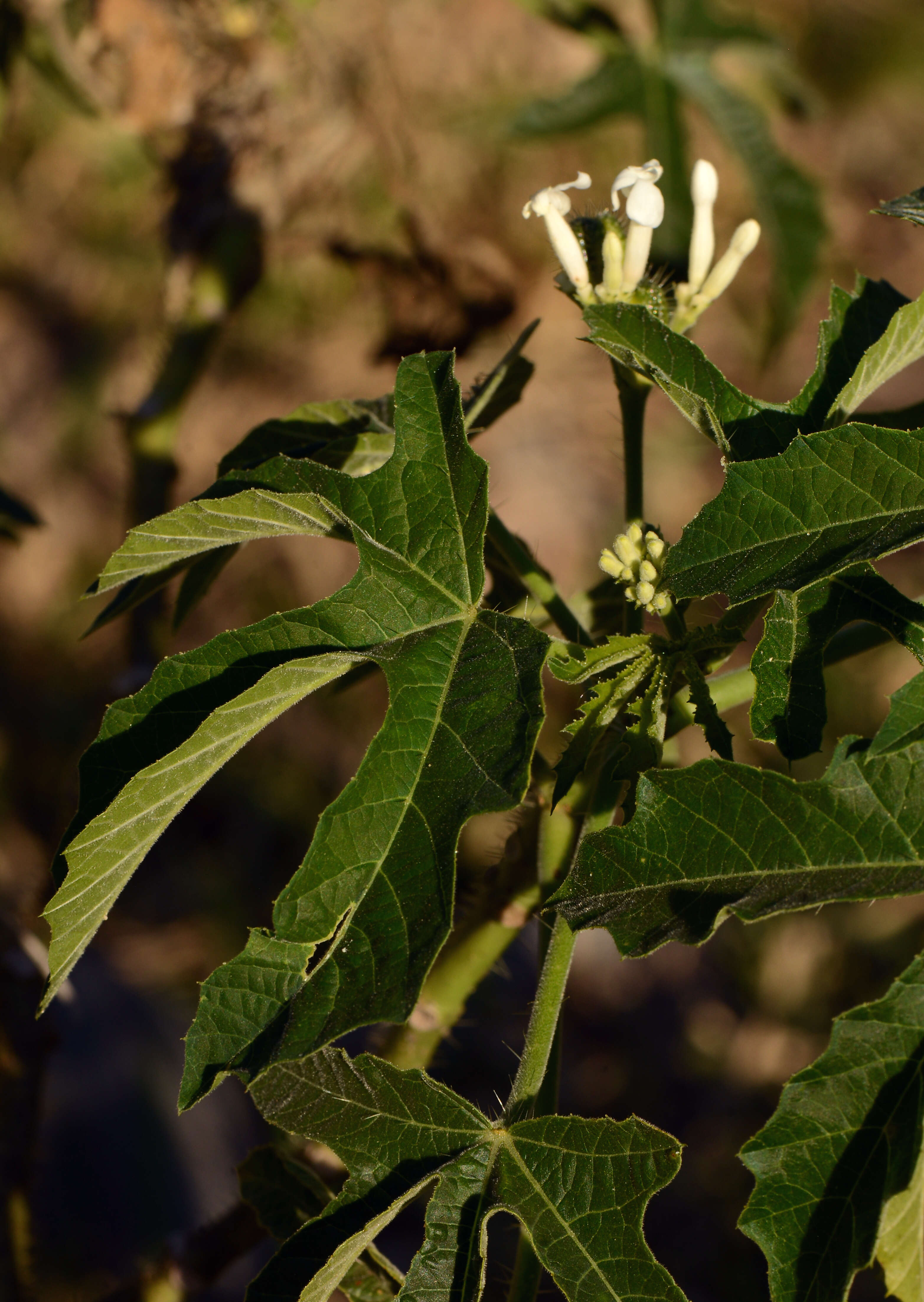 Image of Jatropha L.