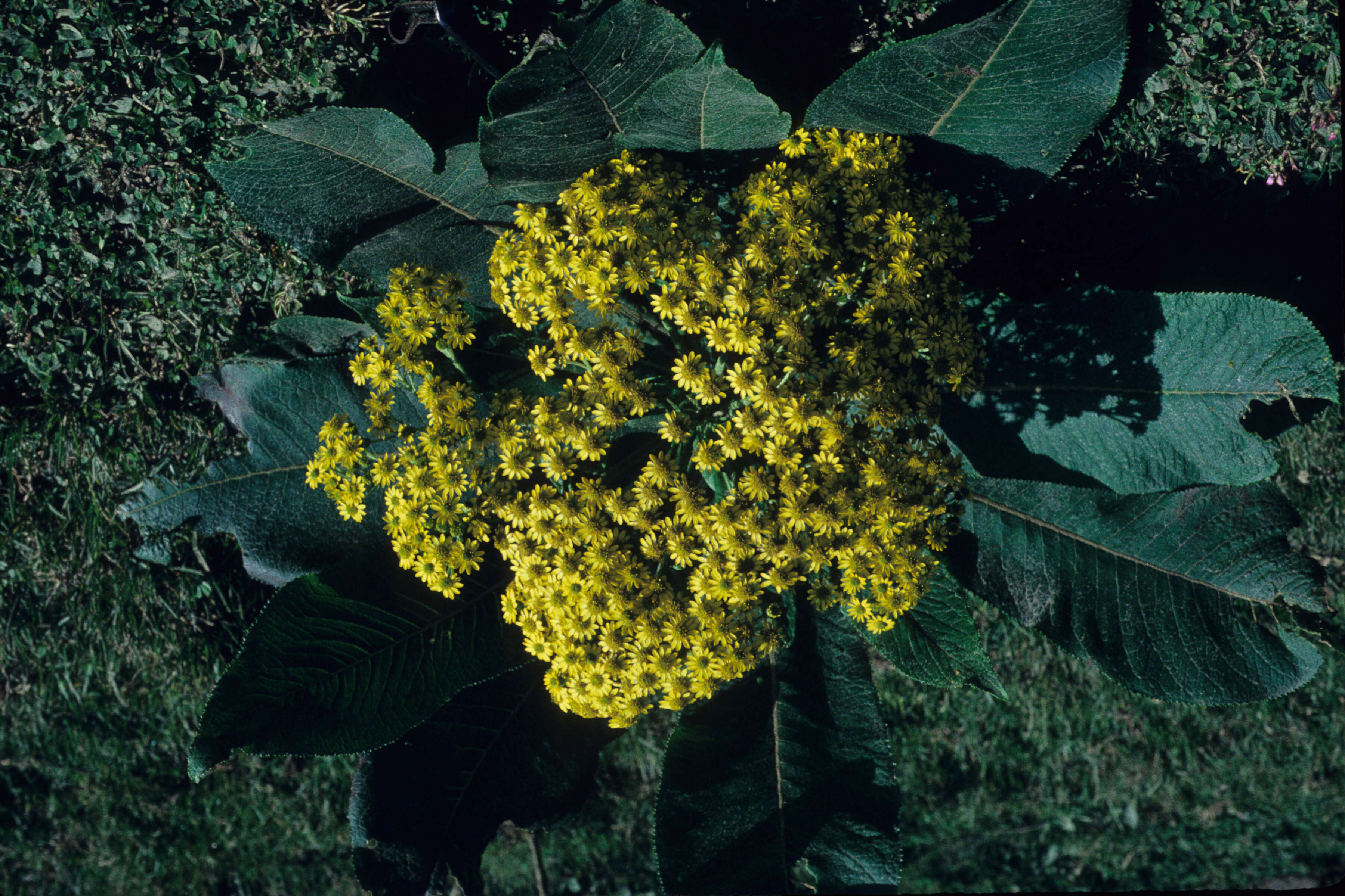 Image of Dendrophorbium multinerve (Sch. Bip. ex Klatt) C. Jeffrey