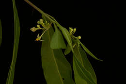 Image of twoleaf nightshade