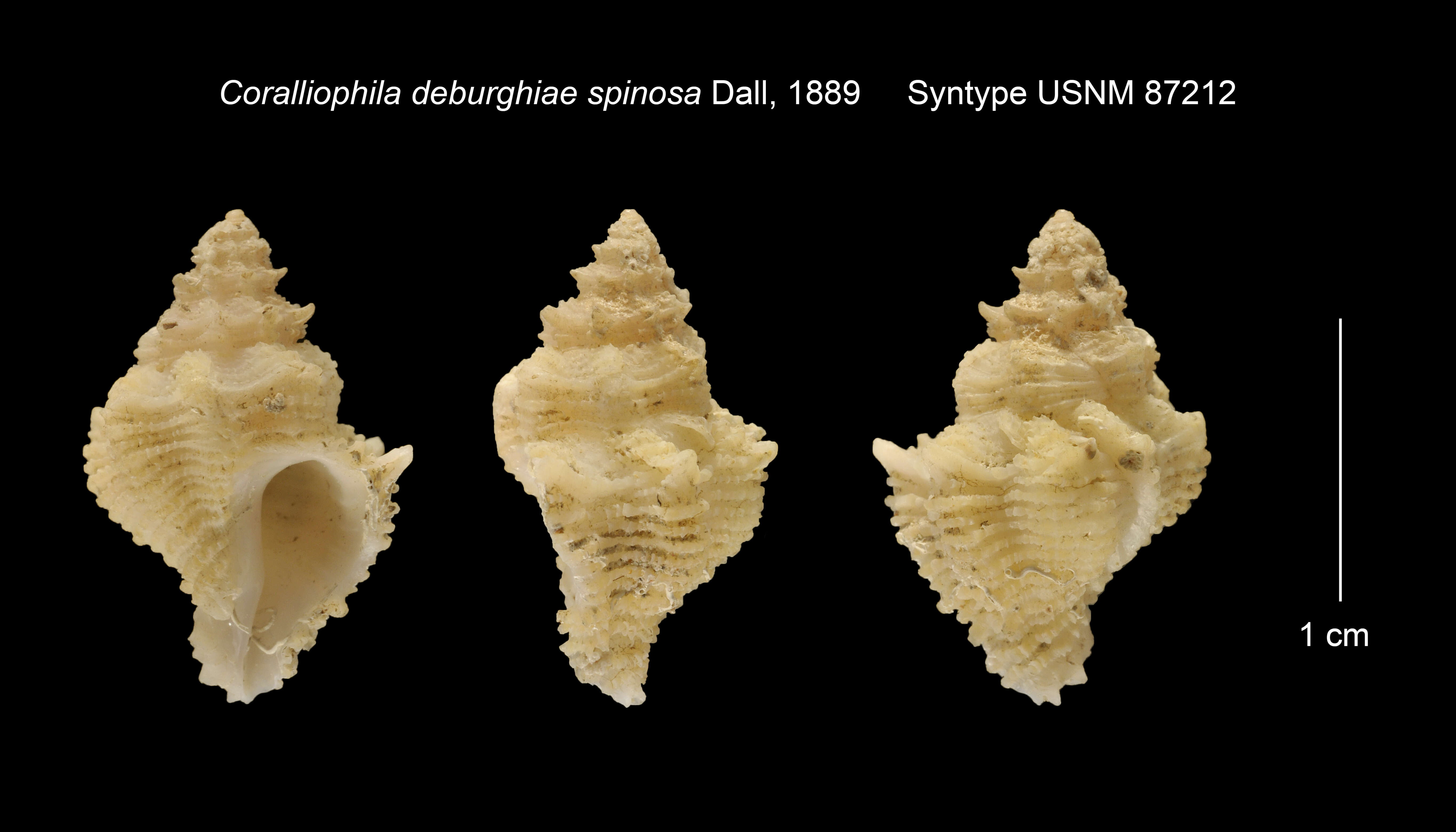 Imagem de Coralliophila deburghiae var. spinosa Dall 1889