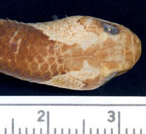 Image of Blanford's Bridal Snake